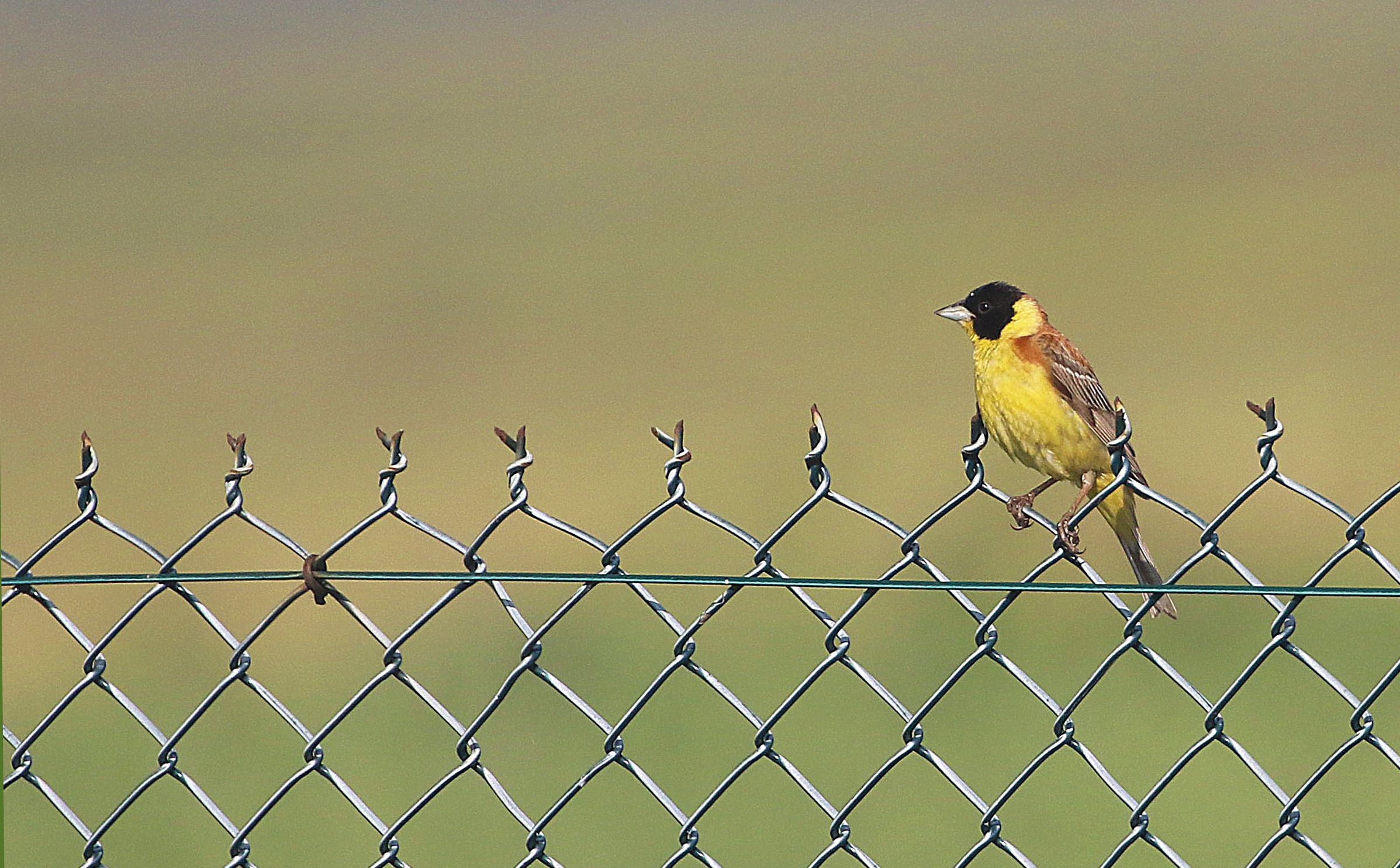 Black-headed Bunting